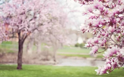NPS Announces Cherry Blossom Peak Bloom for 2021