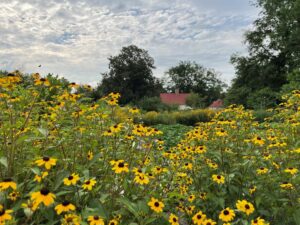 rudbeckia-triloba-03