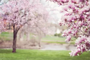 Luxury hotel, National Cherry Blossom Festival, Morrison House, Alexandria, Virginia