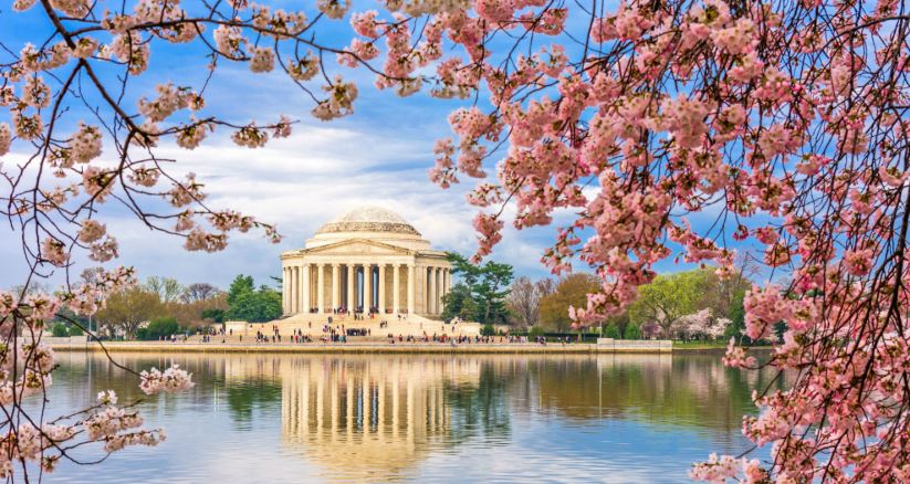 Alexandria Offering Unique Cherry Blossom Tours and Packages