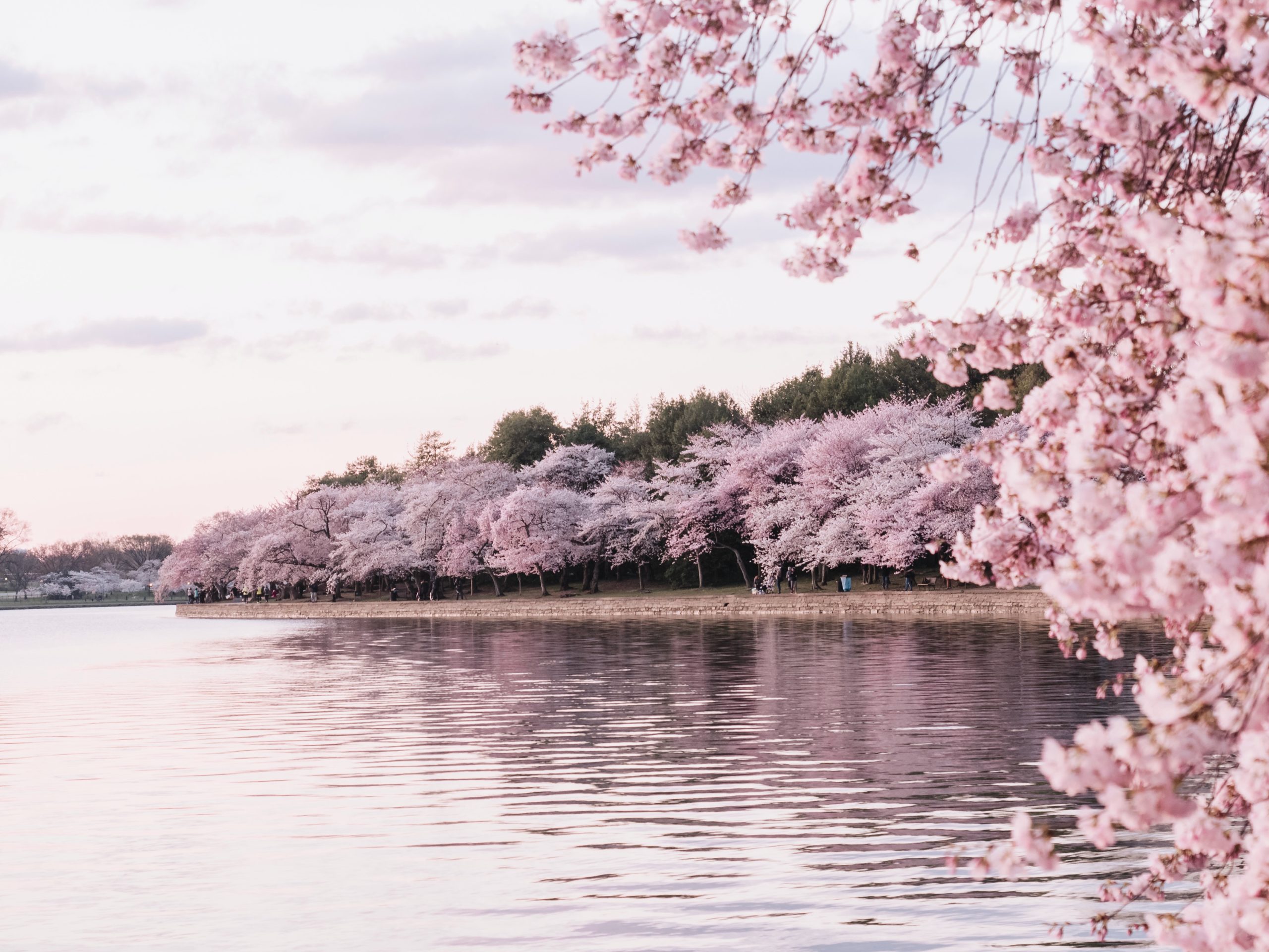 Alexandria Announces Events And Experiences For Cherry Blossom Season